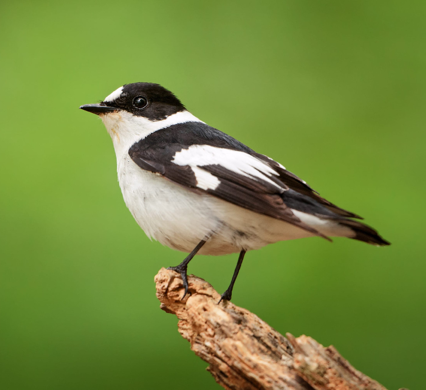 Magyarország madarai: az örvös légykapó