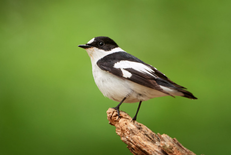 Magyarország madarai: az örvös légykapó