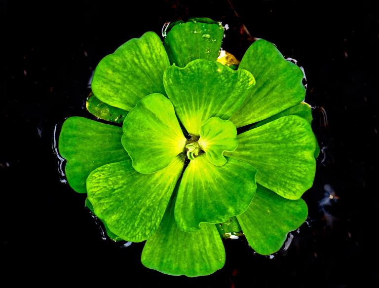 Invazív fajok: az úszó kagylótutaj