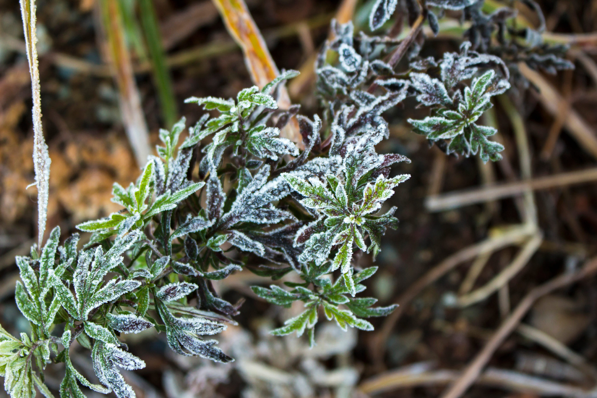 Kvíz a fagyvédelemről