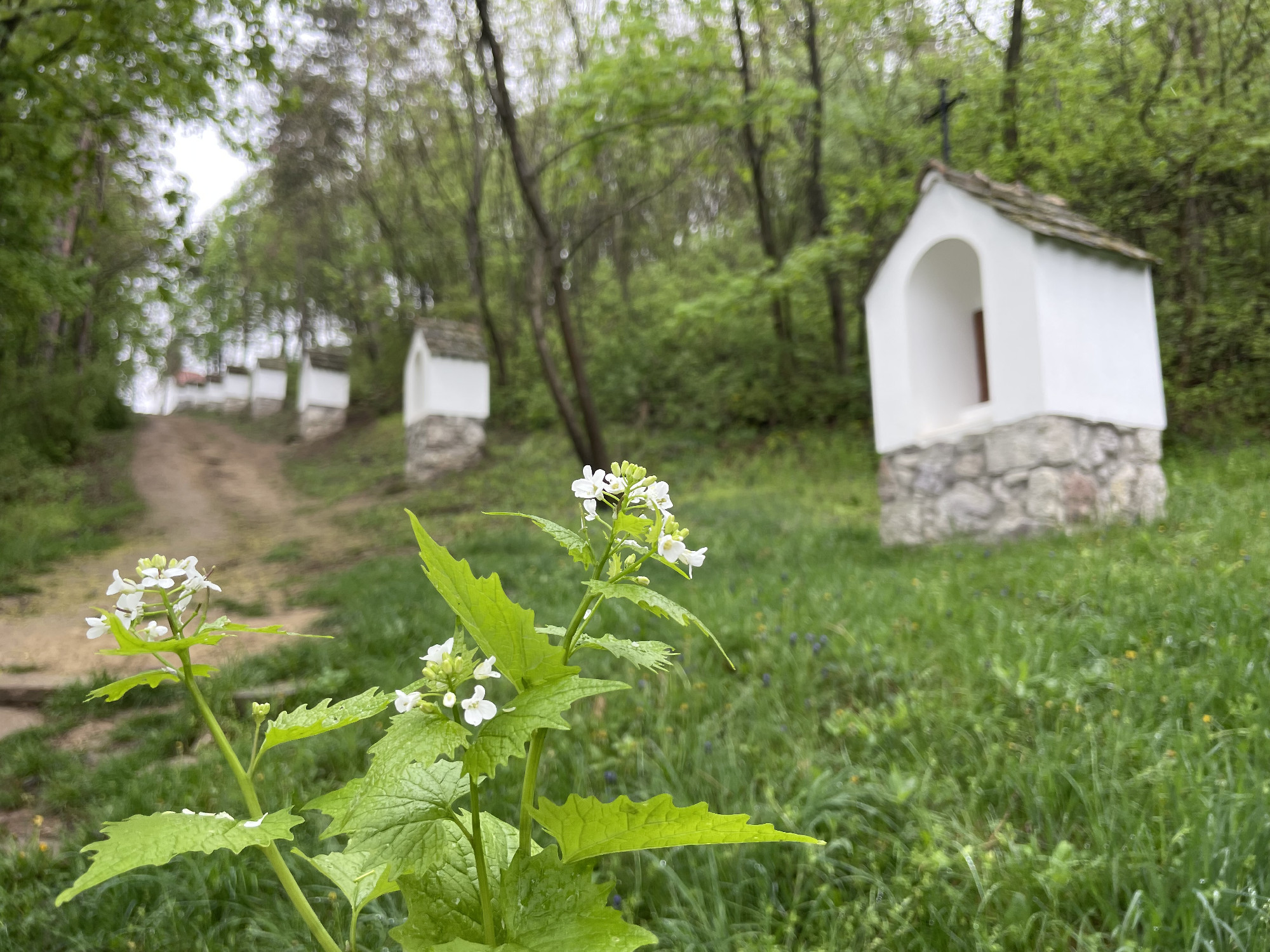 A legkedvesebb tavaszi vadsalátáim