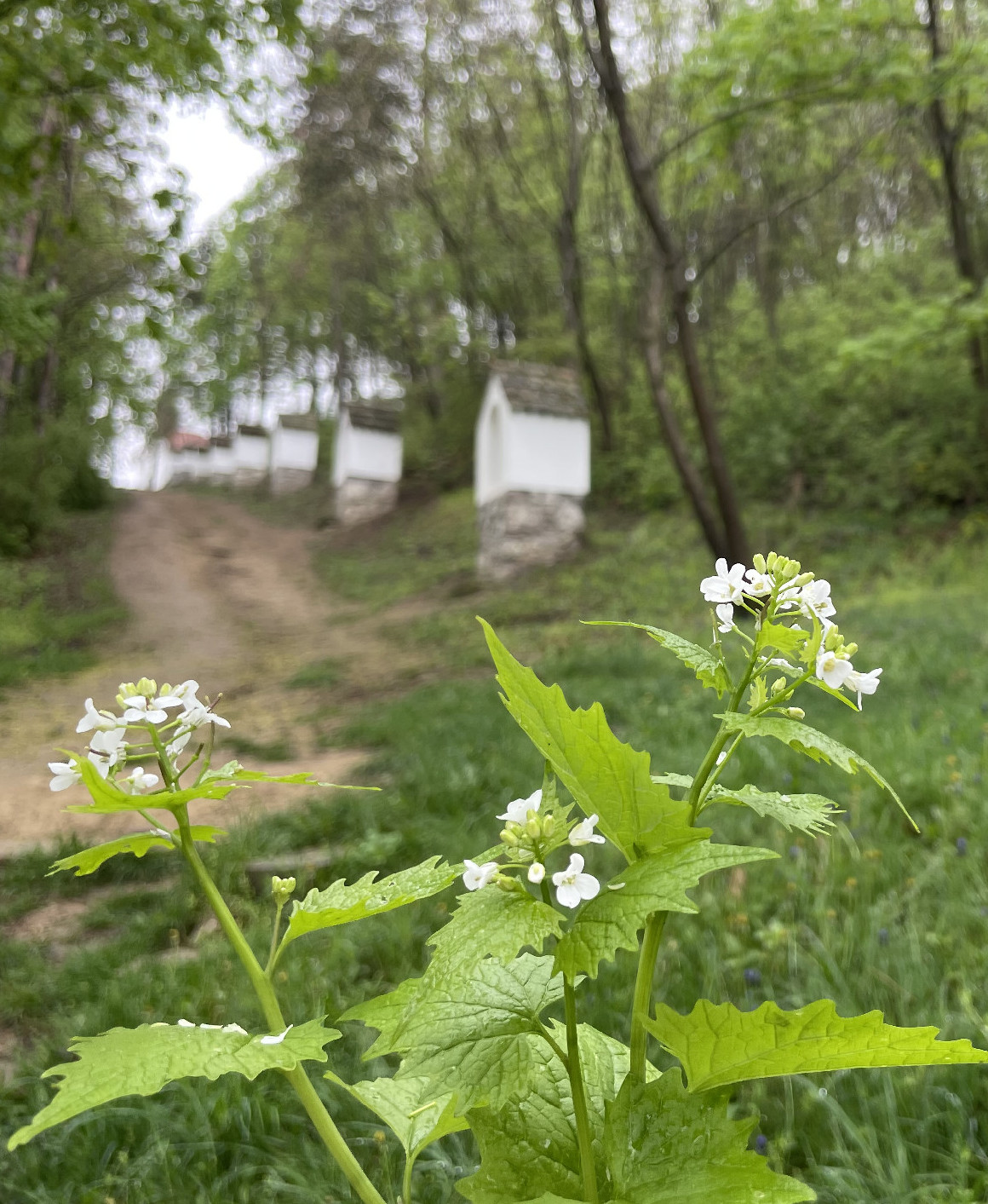 A legkedvesebb tavaszi vadsalátáim