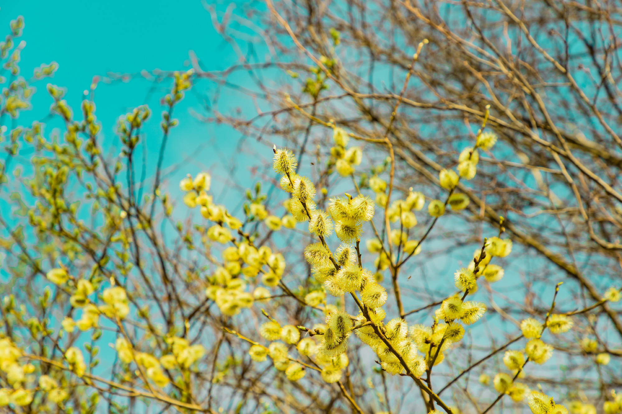 Blooming willow tree twigs with yellow fluffy flowering buds catkins on blue sunny sky background