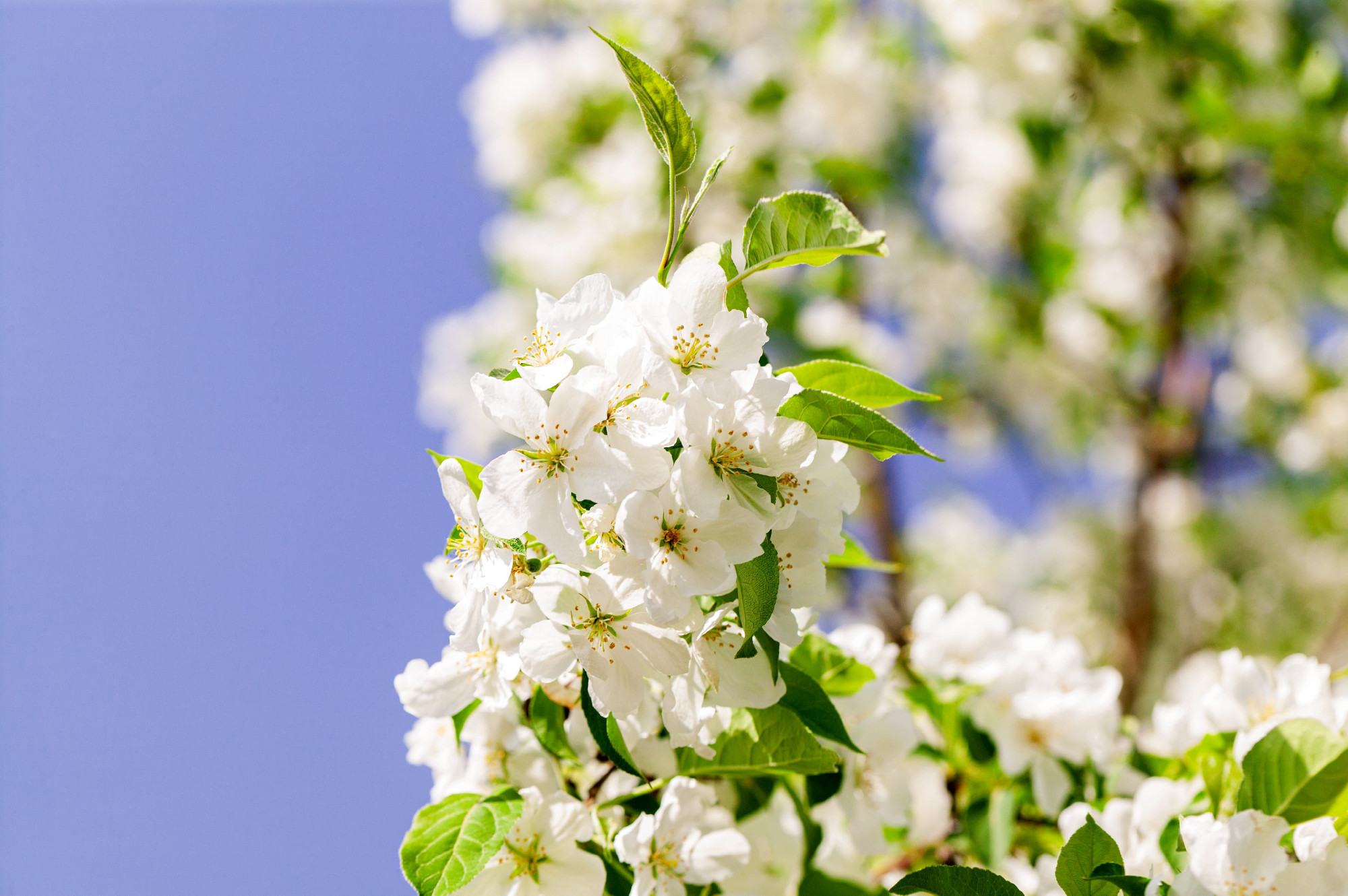 Őshonos gyümölcsfáink