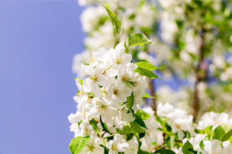 Őshonos gyümölcsfáink