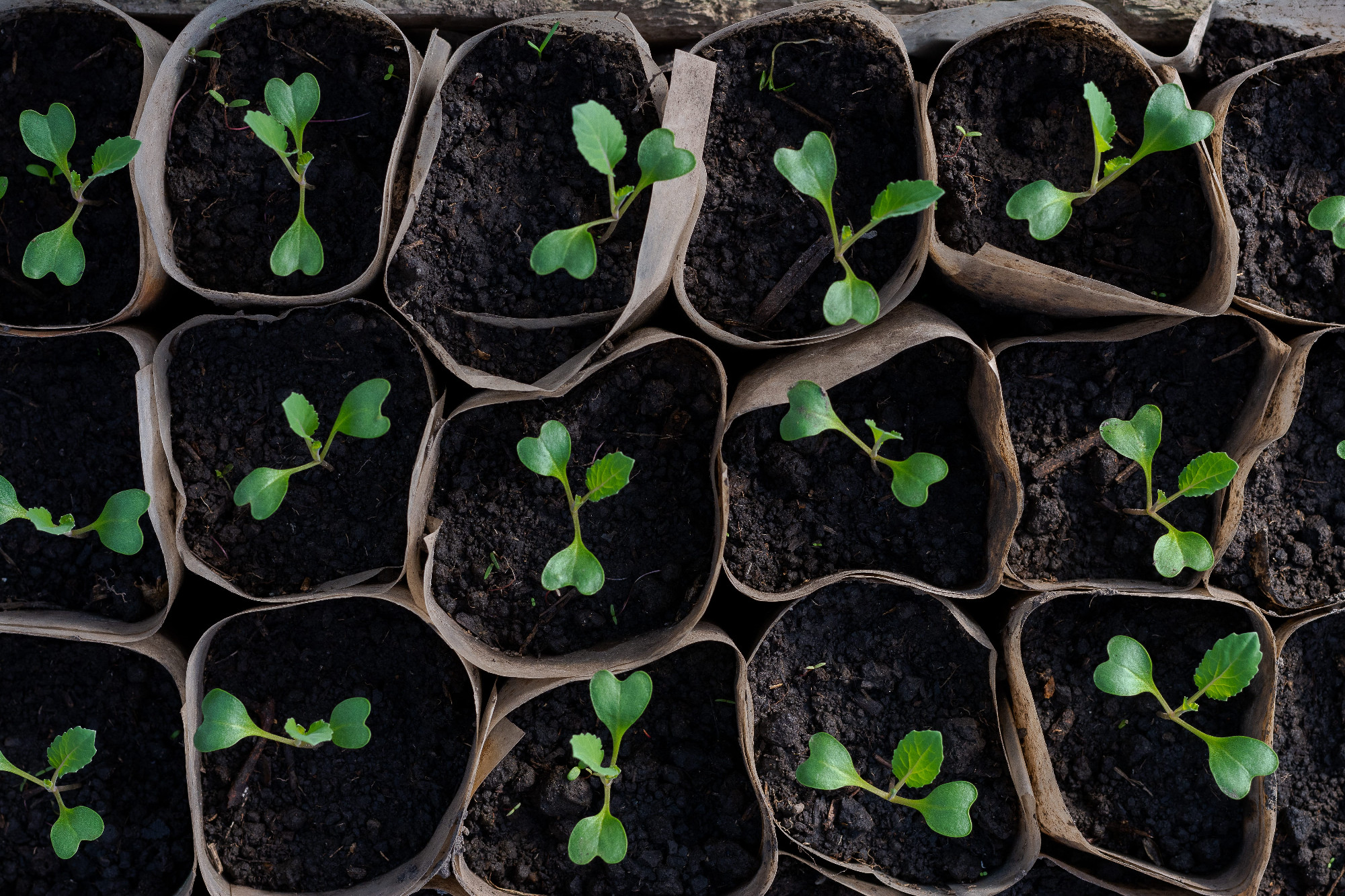 A palántáink edzése