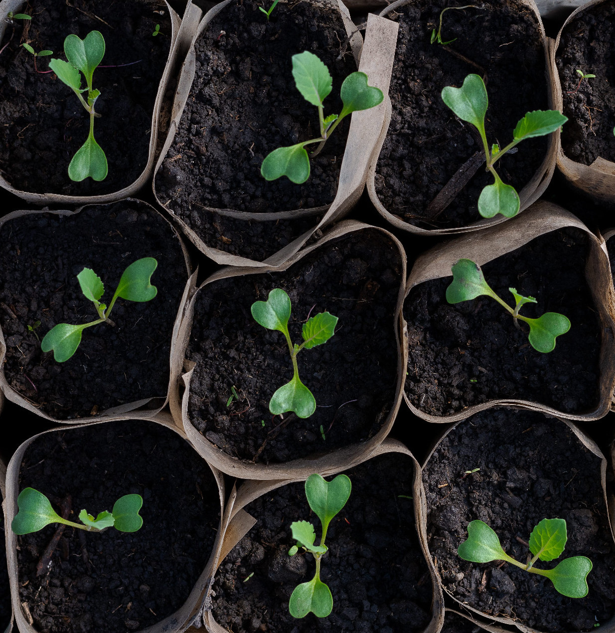 A palántáink edzése
