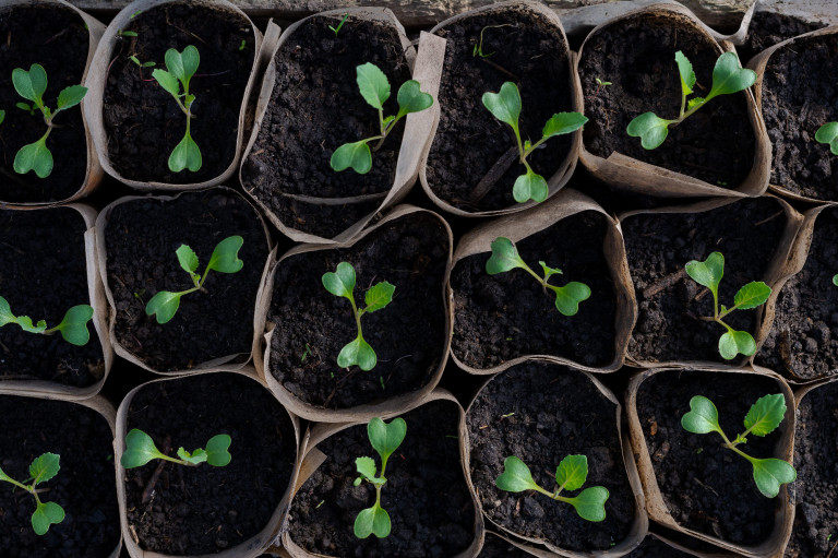 A palántáink edzése