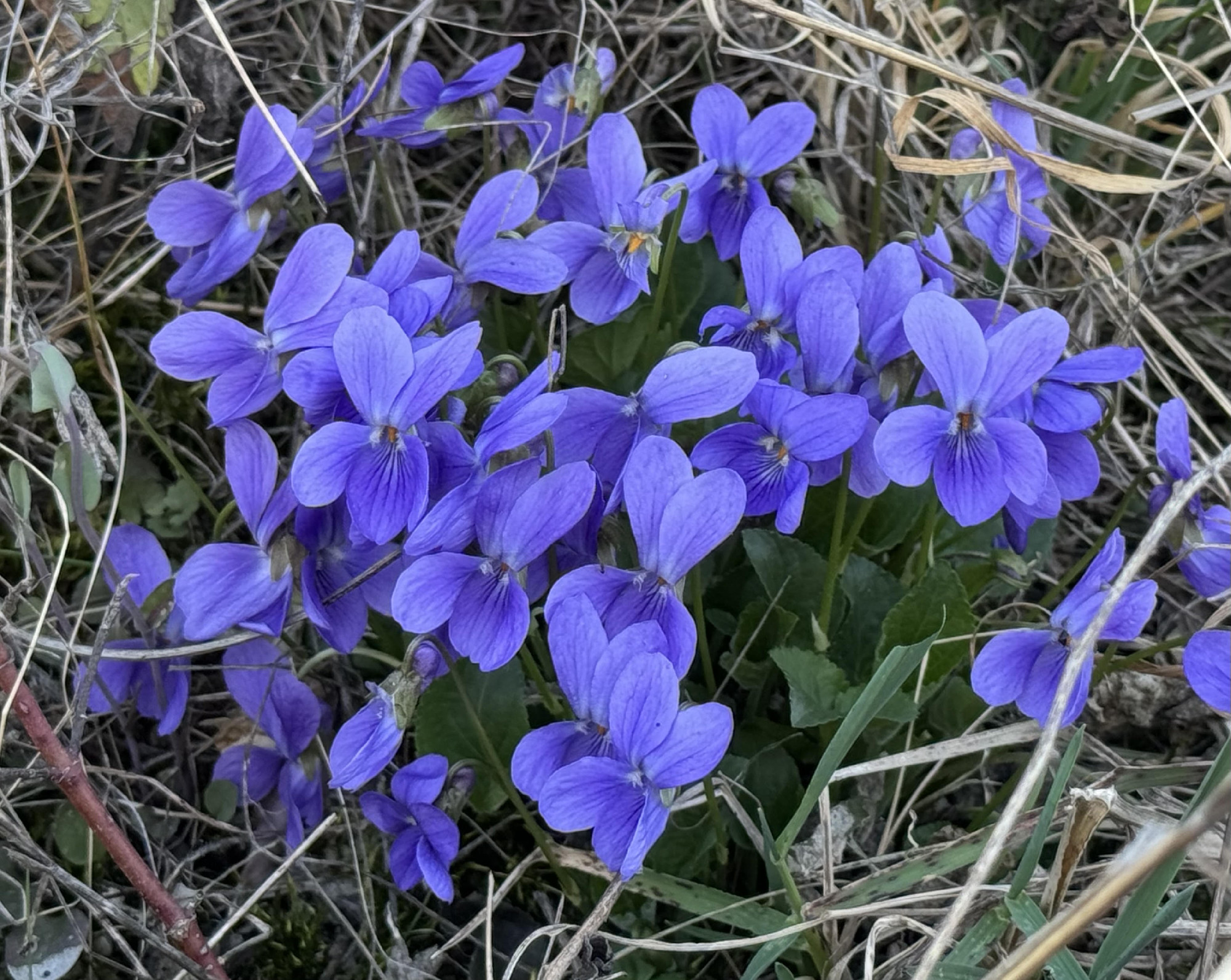 Tavaszi virágtúra a Mátraalján Pásztótól Egerig 