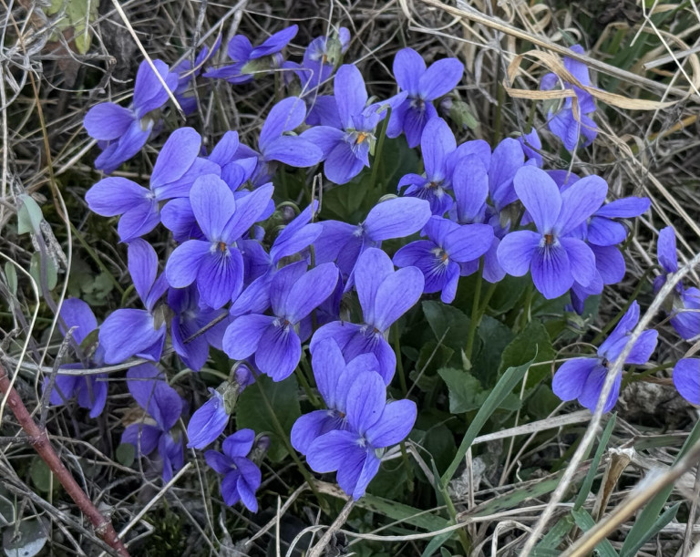 Tavaszi virágtúra a Mátraalján Pásztótól Egerig 