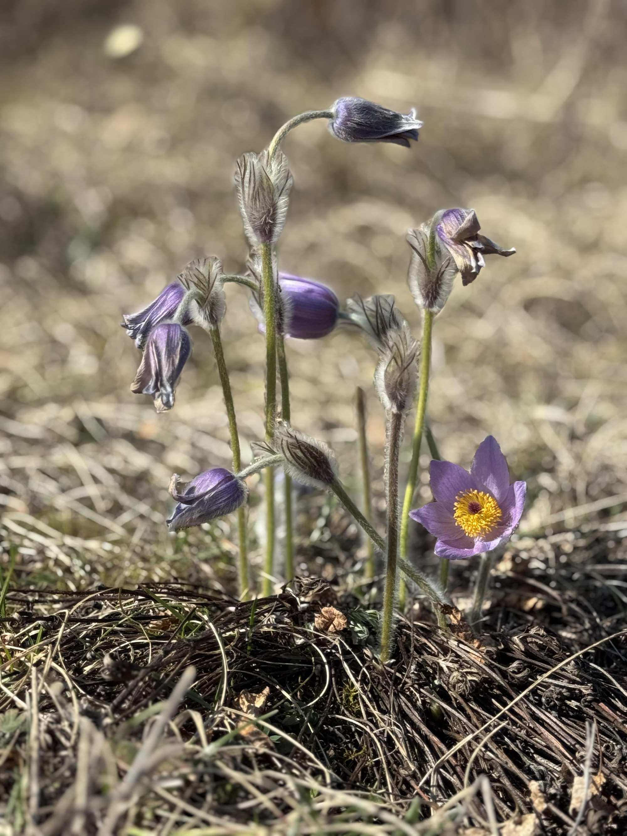 Tavaszi virágtúra a Mátraalján Pásztótól Egerig 