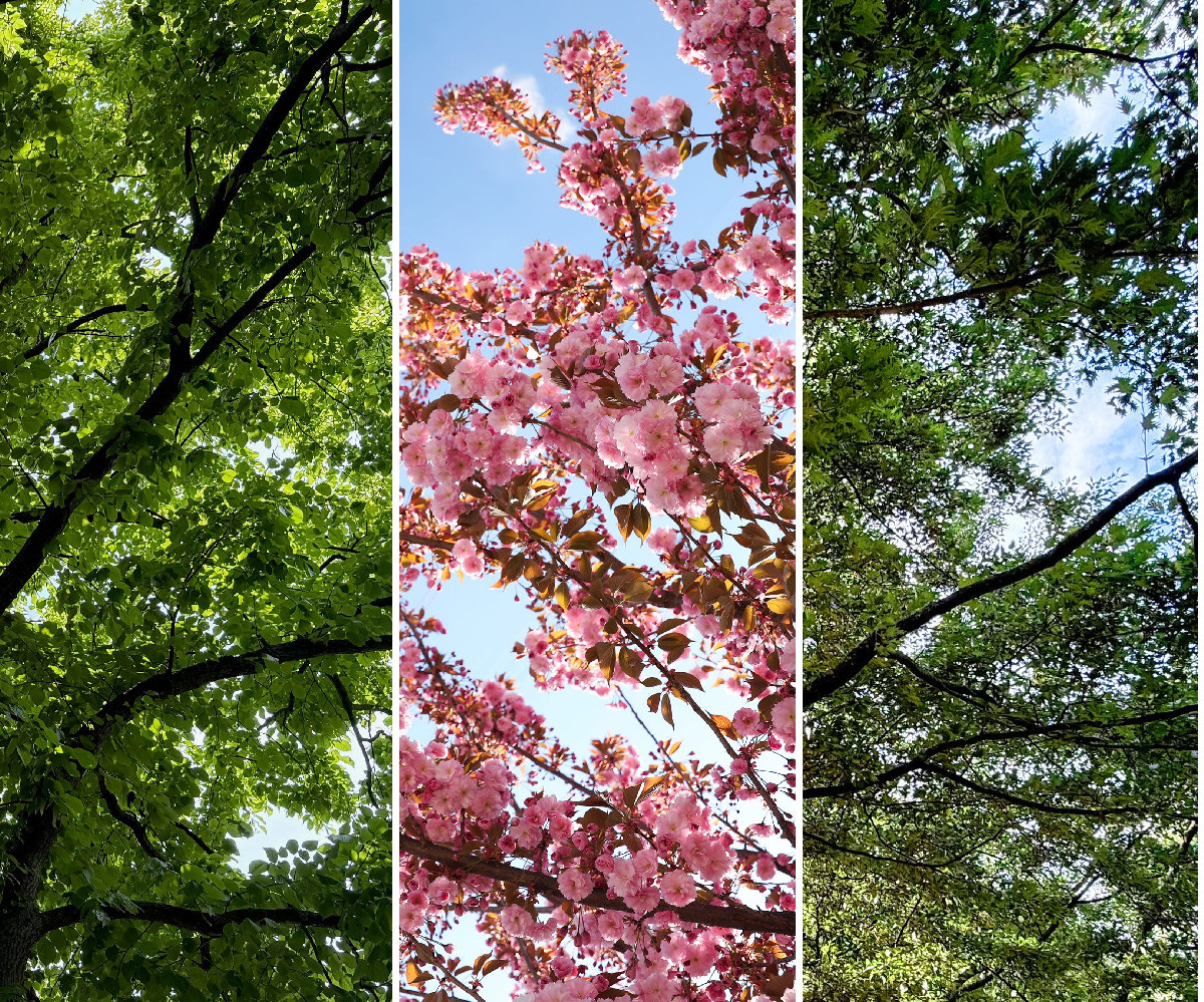 Hogyan válik egy mikroelem a növényi ellenálló képesség kulcsává?