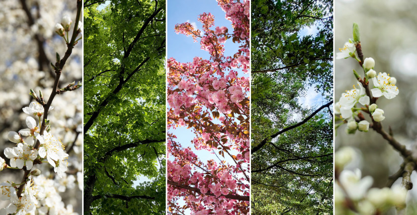 Hogyan válik egy mikroelem a növényi ellenálló képesség kulcsává?