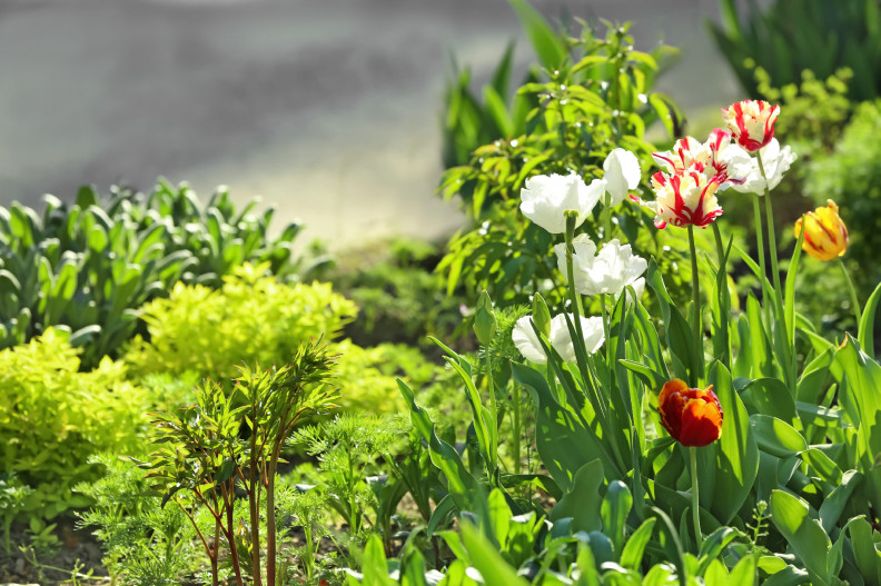 Réz a növényekben. Tudod-e miért hasznos? 