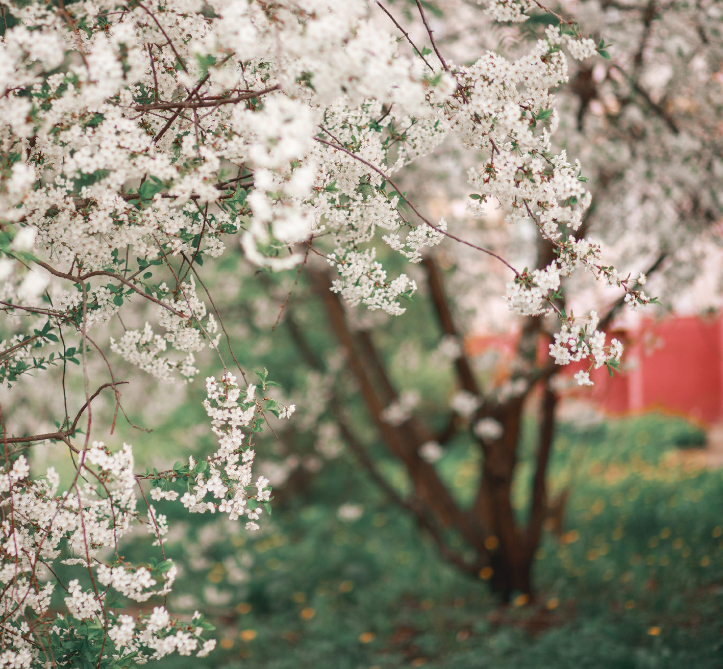 Réz a növényekben: egy láthatatlan védelmi vonal története