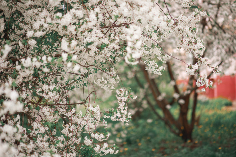 Réz a növényekben: egy láthatatlan védelmi vonal története