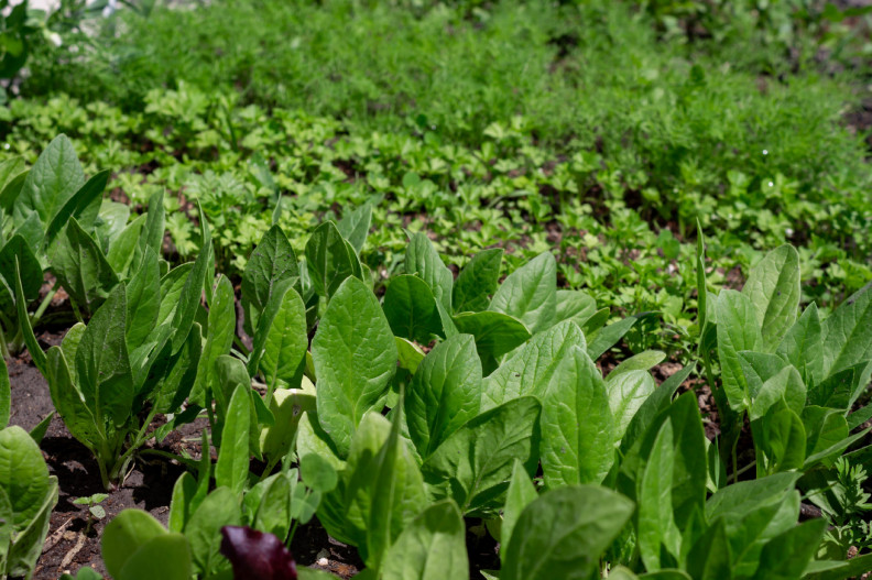 A minőség a talajban születik