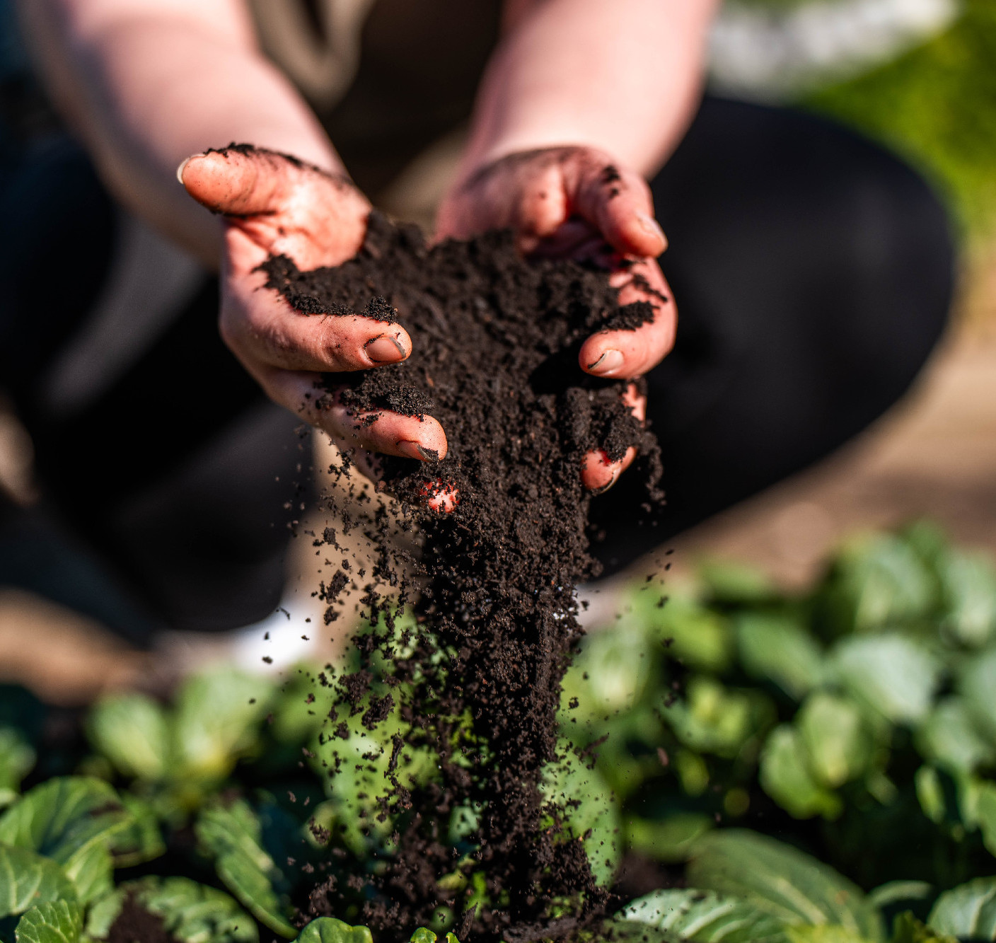 Hogyan segíthetnek a baktériumok csökkenteni a műtrágyafüggőséget?