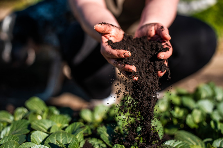 Hogyan segíthetnek a baktériumok csökkenteni a műtrágyafüggőséget?