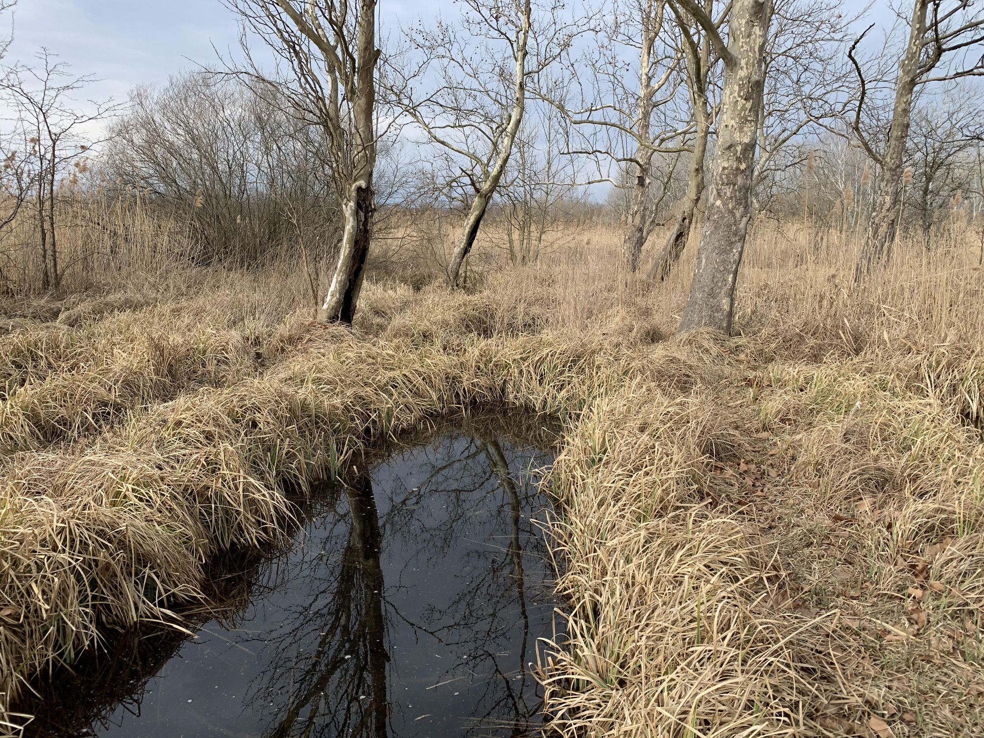 A rákosi vipera, piócásgödrök és a névadó Rákos-patak 