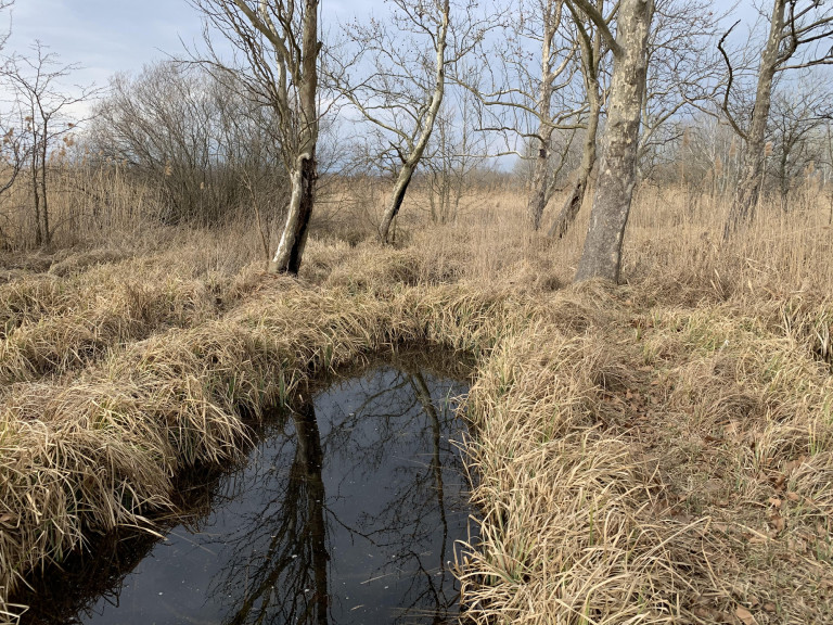 A rákosi vipera, piócásgödrök és a névadó Rákos-patak 
