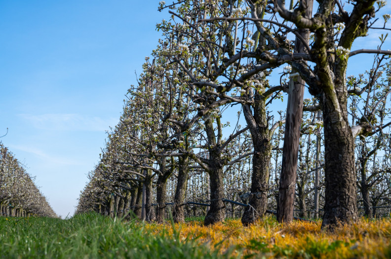 Mennyit tudsz a tavaszi fagykár utáni regenerációról? 