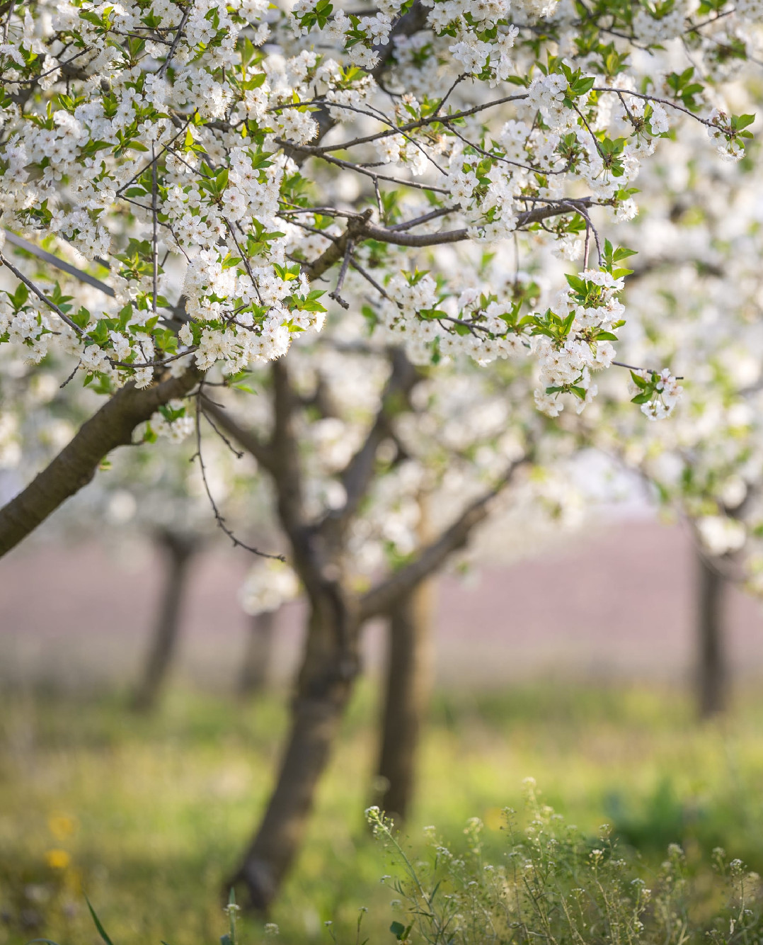 Kvíz a növények fagy utáni regenerációjáról