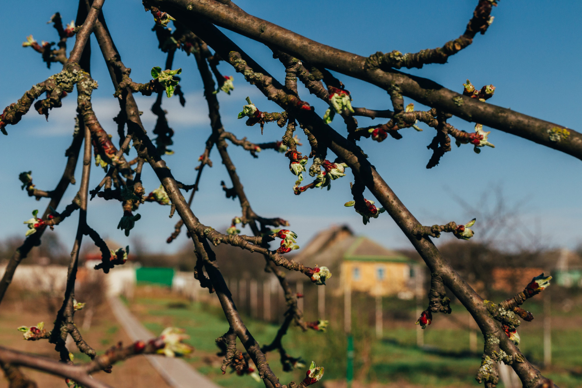Fagy utáni regeneráció
