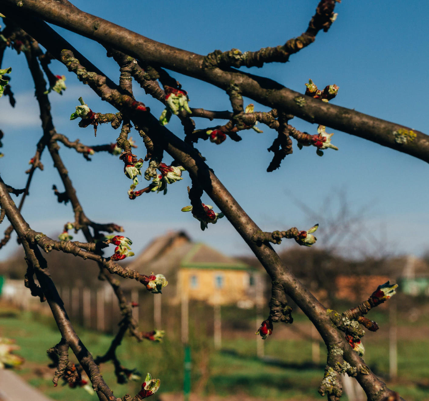 Fagy utáni regeneráció