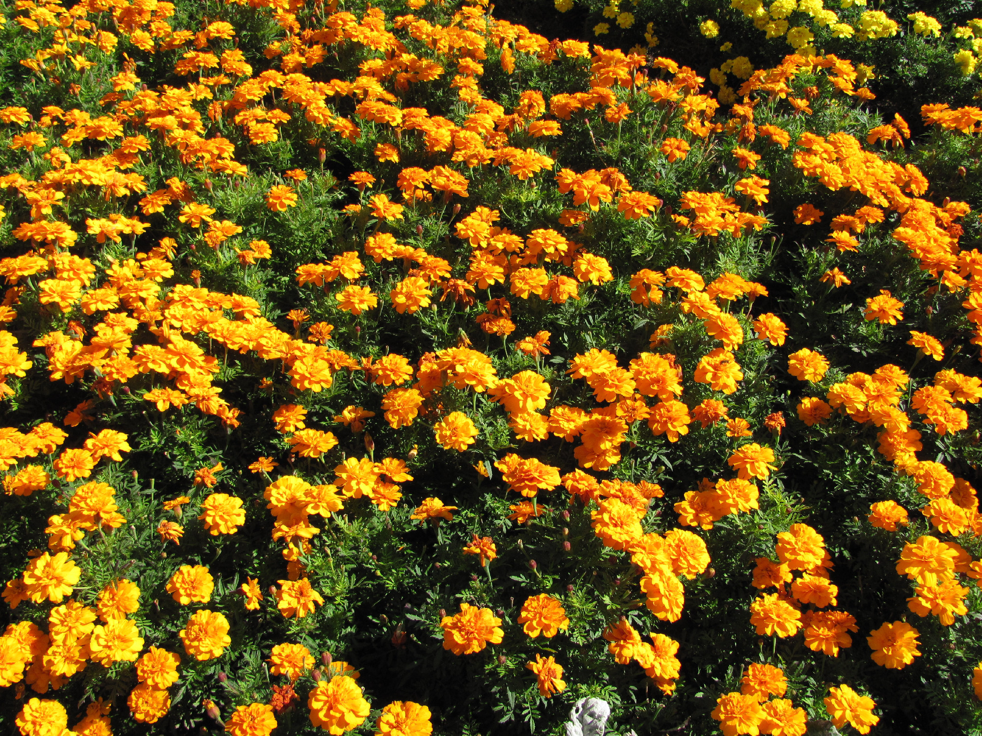 A levendula, a bársonyvirág, és a vadárvácska