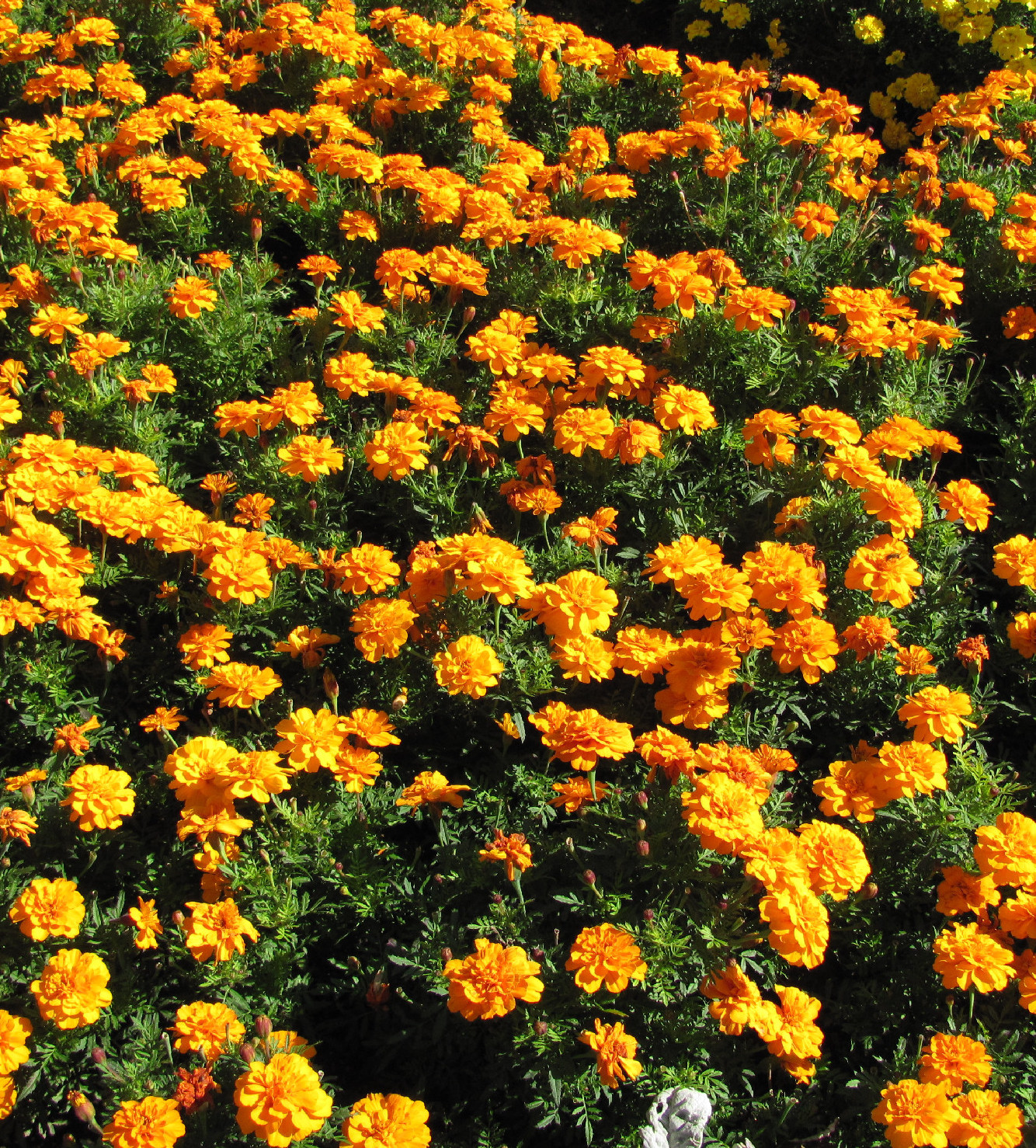 A levendula, a bársonyvirág, és a vadárvácska 