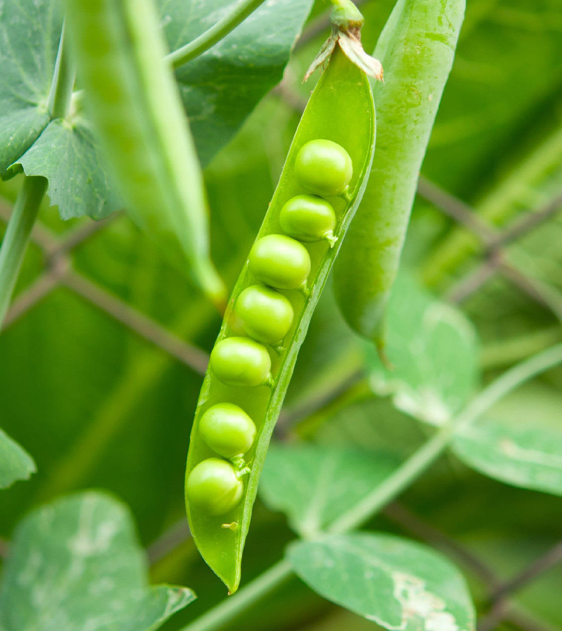 Zöldborsó a veteményesben