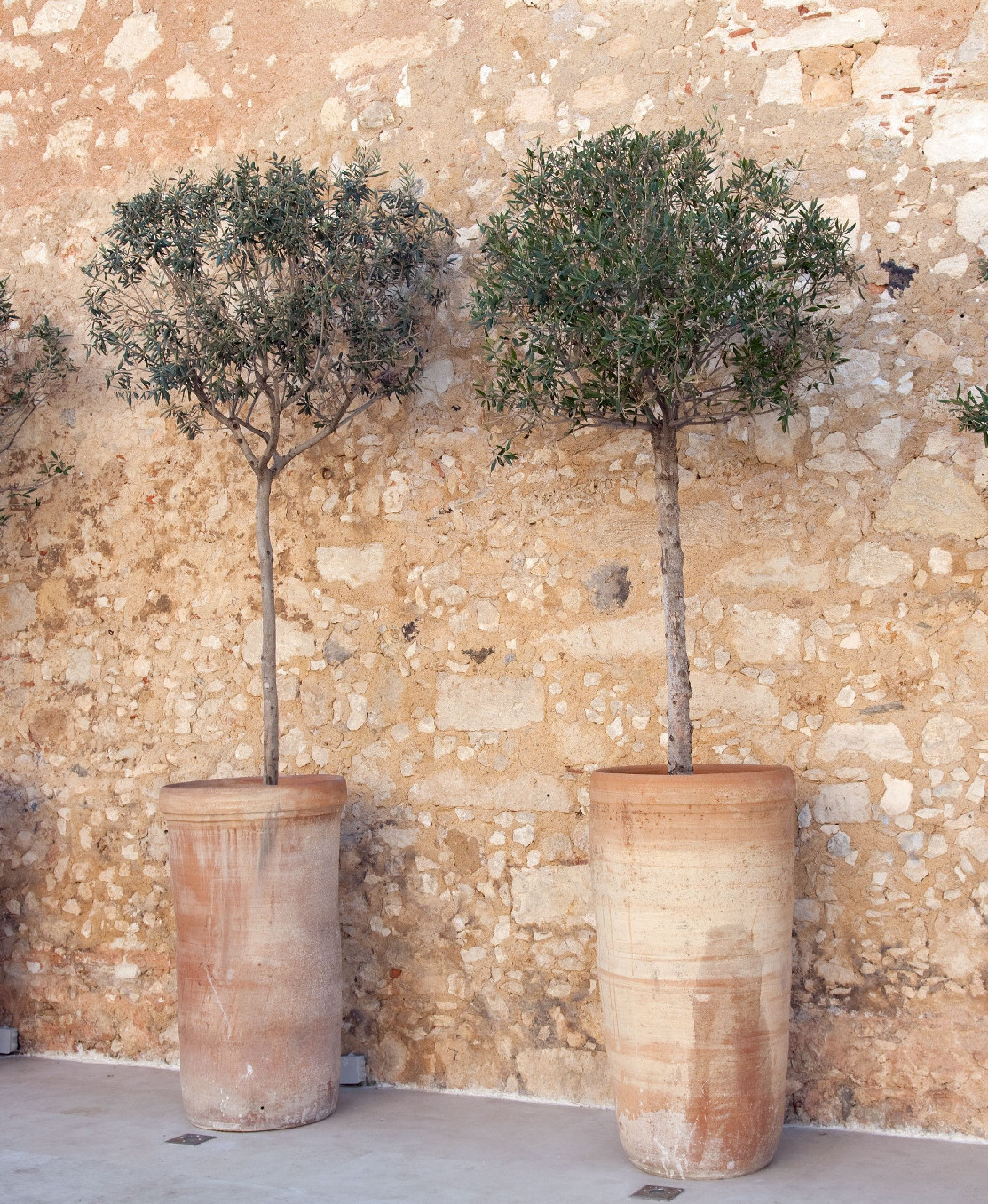 Mediterrán növények a kertben: hogyan teremtsünk biztos helyet számukra?