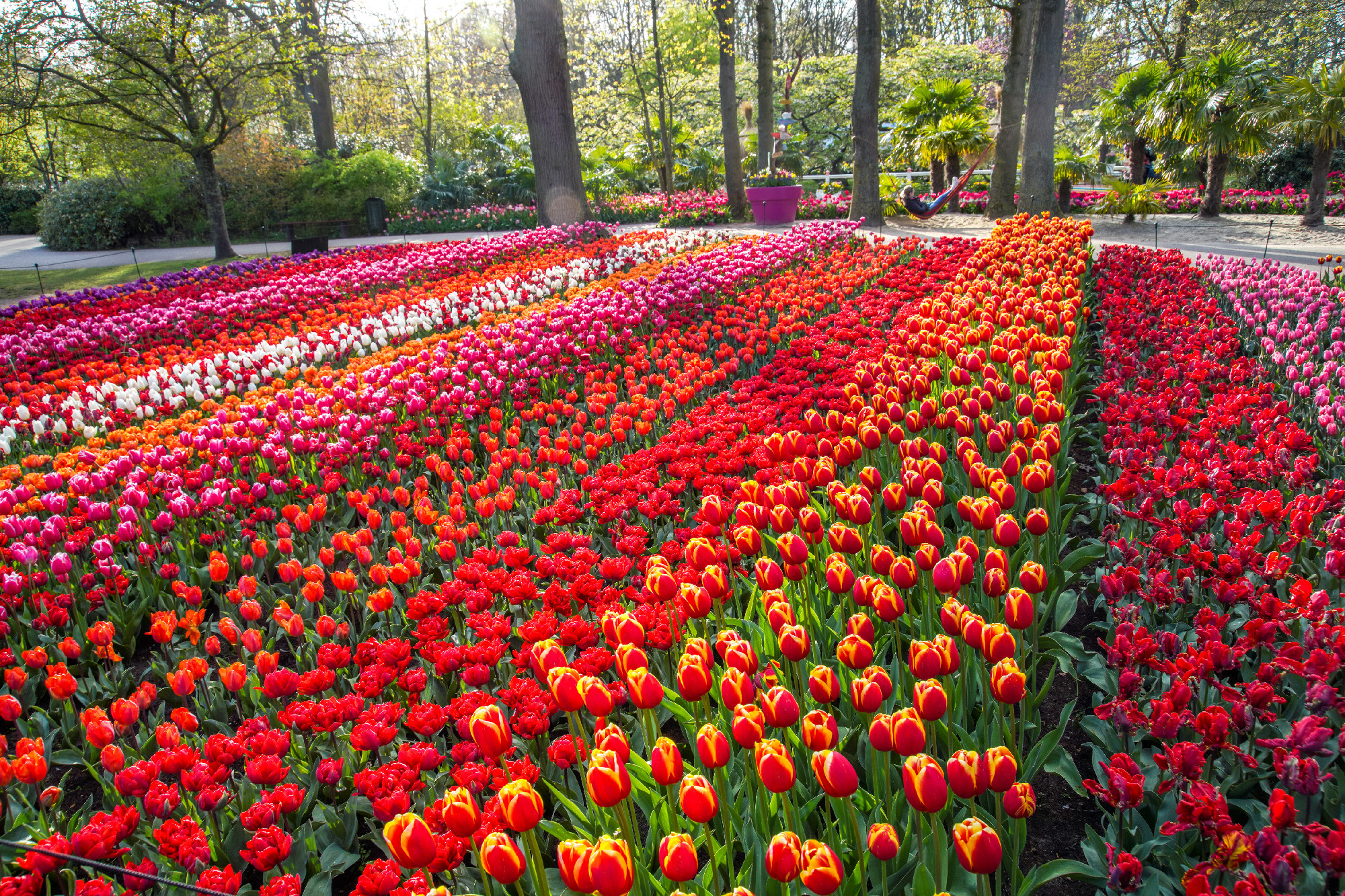 A holland Keukenhof kert