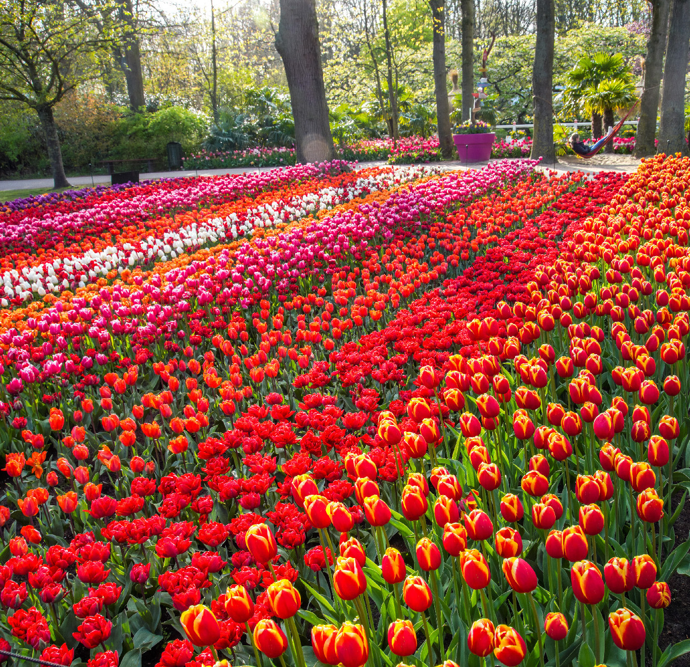 A holland Keukenhof kert