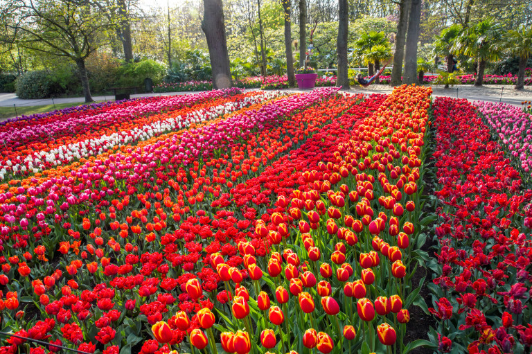 A holland Keukenhof kert
