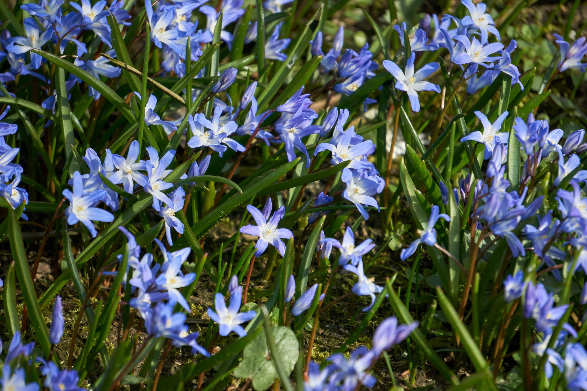 Védett növényeink: az erdélyi csillagvirág