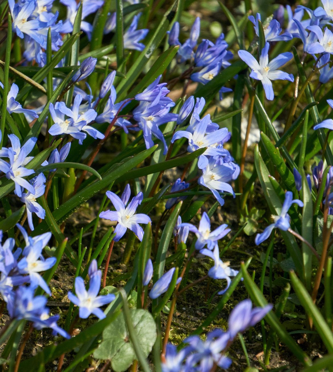 Védett növényeink: az erdélyi csillagvirág