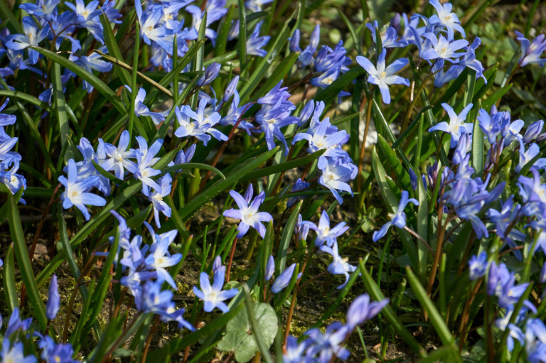 Védett növényeink: az erdélyi csillagvirág
