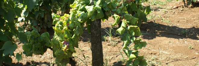 Kulcsfontosságú a korai felismerés a szőlő aranyszínű sárgaság betegség elleni védekezésben