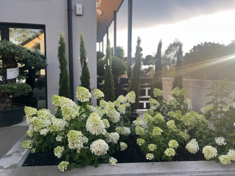 A nyár meghatározó dísznövényei