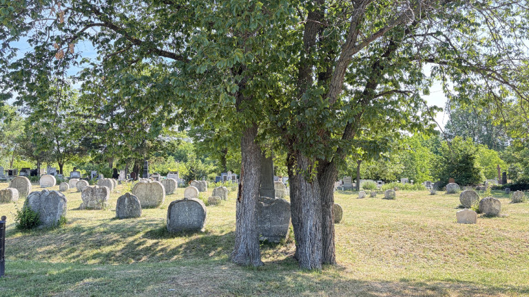 Szép Veronka és a kőszívek története