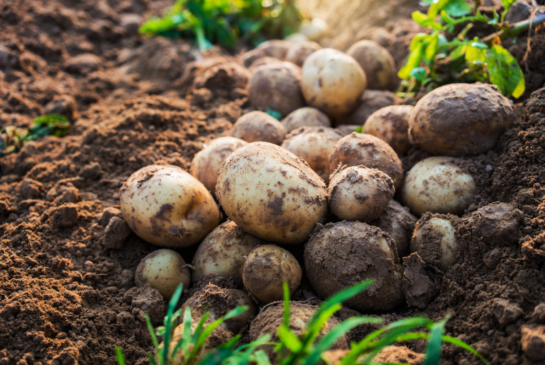 potatoes in the field