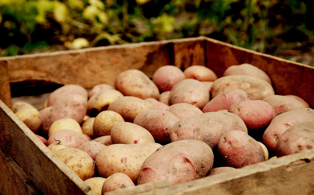 Fresh raw potatoes as background