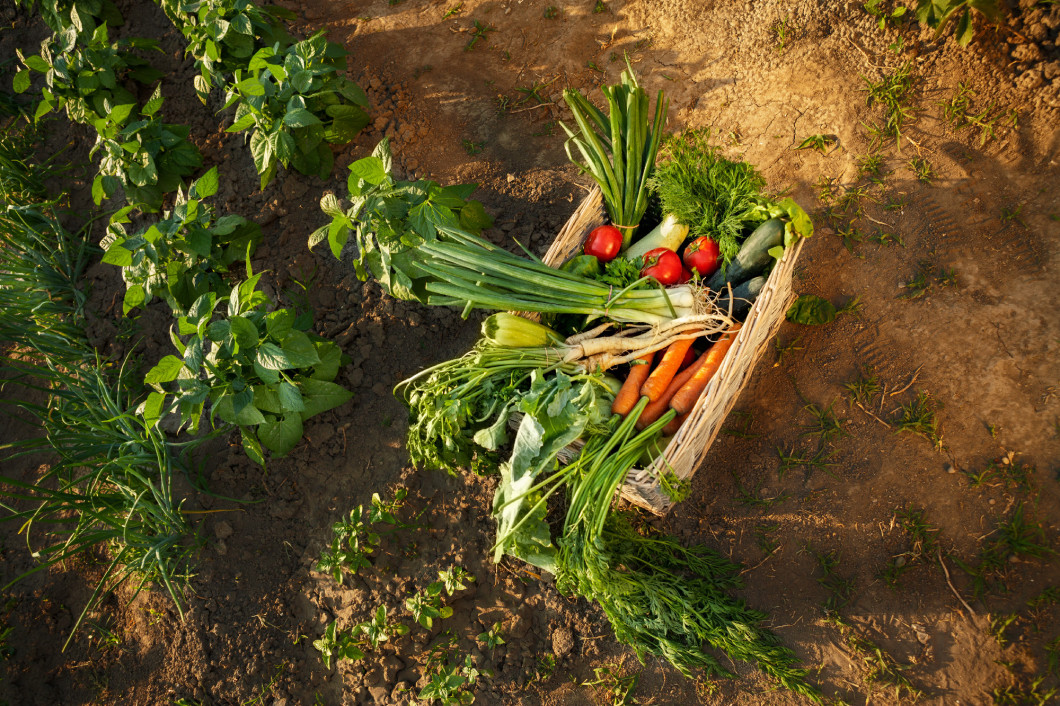 Fresh organic vegetables in basket, top view