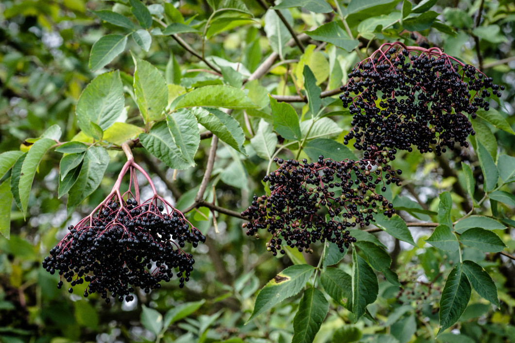 Elderberry plant