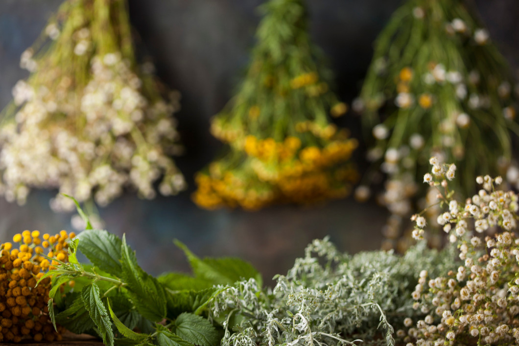 Fresh medicinal, healing herbs on wooden 