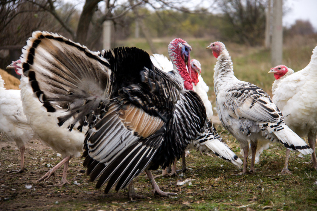 turkey graze close up in the village