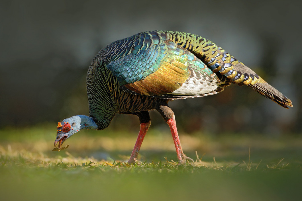 Ocellated turkey, Meleagris ocellata, rare bizar bird, Tikal National Park, Gutemala. Wild turkey, ruins forest in South America. Wildlife scene from nature. Bird with red wart, nature habitat.