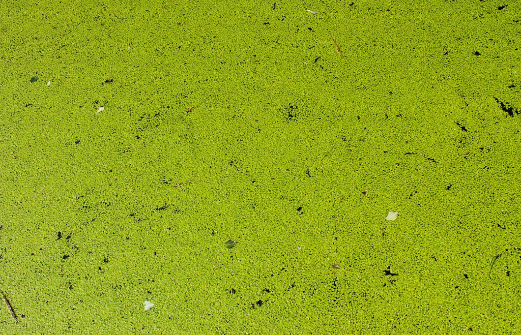 Green duckweed background